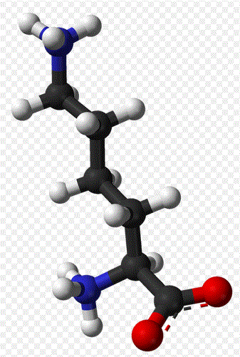 Lysine